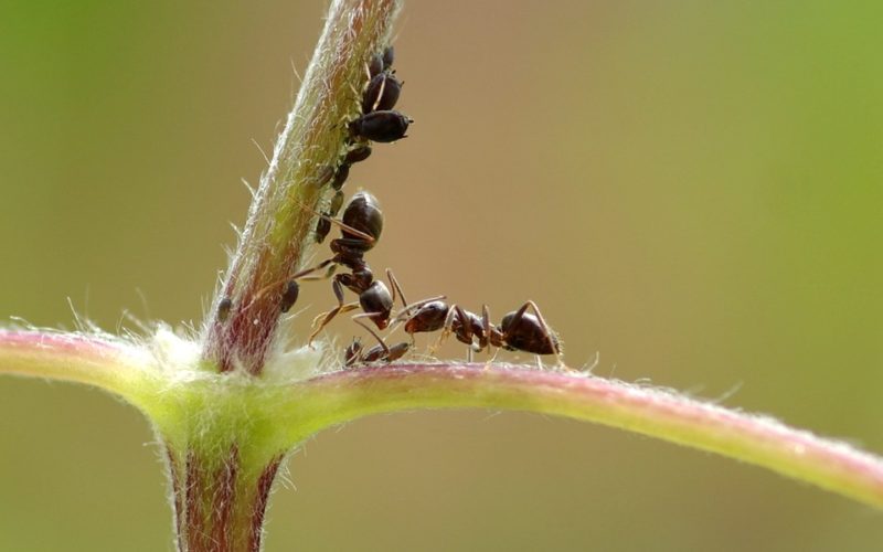 mravenci staví