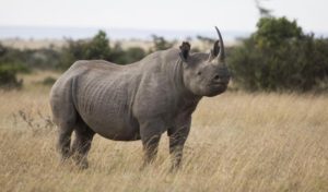 Rezervace Ol Pejeta