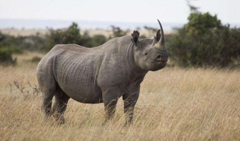Rezervace Ol Pejeta