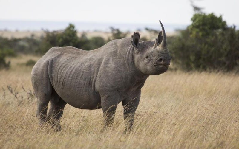 Rezervace Ol Pejeta