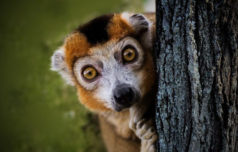 Co jste možná nevěděli o Madagaskaru
