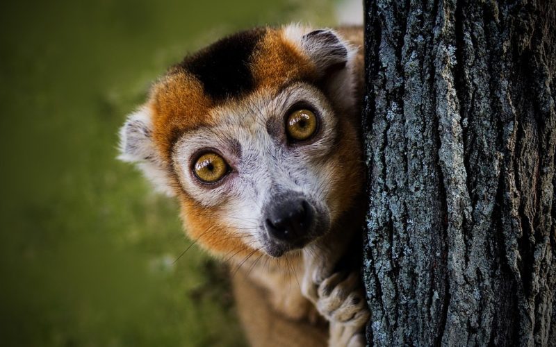 Co jste možná nevěděli o Madagaskaru