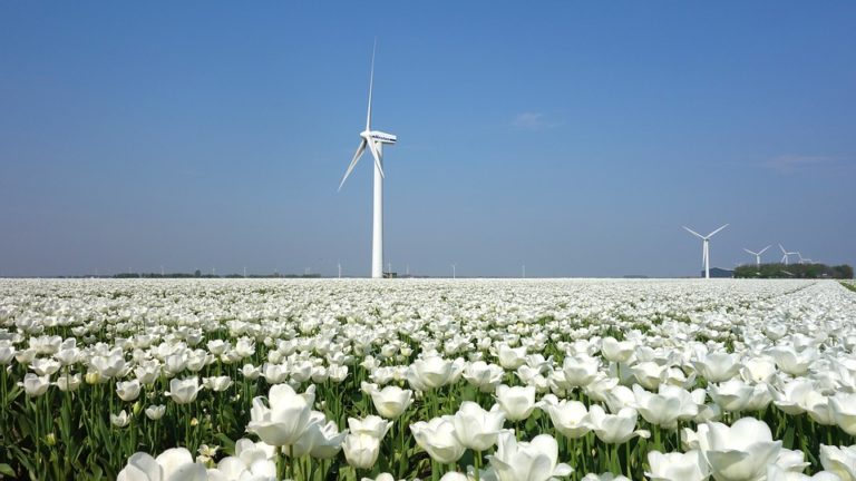 Tulipány, mlýny a sýrárny. Nejen to je Holandsko