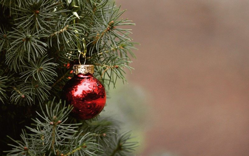 Co pořídit blízkému na Vánoce? Stavebnici, kterou ocení on i domácí mazlíček